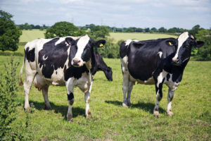 Bluebells Holstein Friesian Cows