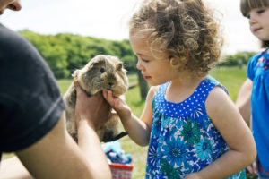 Bluebells Animal Patch - Petting the Guinea Pigs