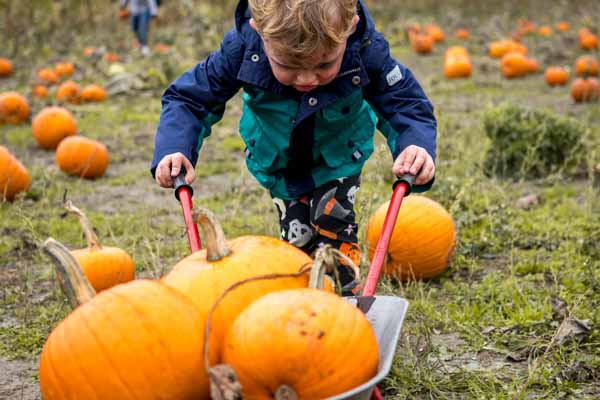 Toddler Pumpkin Picking