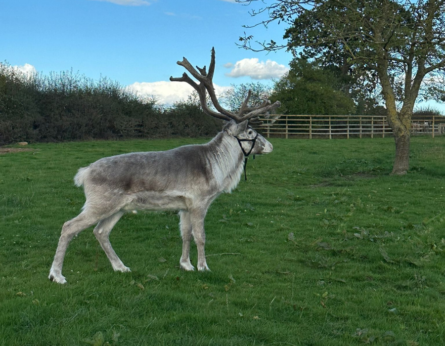 Meet our beautiful strong white and grey fluffy reindeer with long antlers during the best Christmas Event in Derby