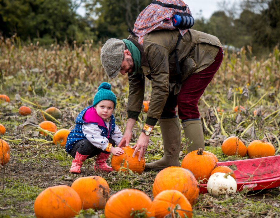 Little girl with green hat and blue and white coat holding a pumpkin with her father helping her to pick it up from the ground, he is wearing khaki wellie boots and coat during the best halloween event in Derby on Bluebells Farm Park