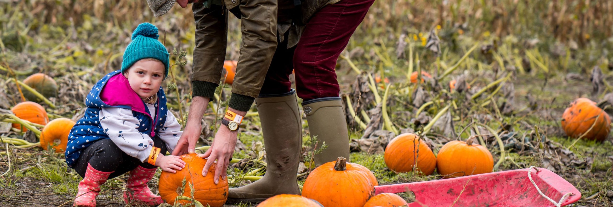Small boy picking a pumpkin in a Derby pumpkin patch with help from his dad during a family pumpkin picking day in Derby
