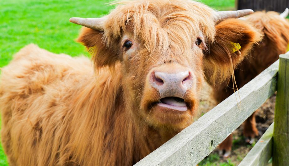 Highland cow chewing grass and looking at the camera at Bluebell Dairy