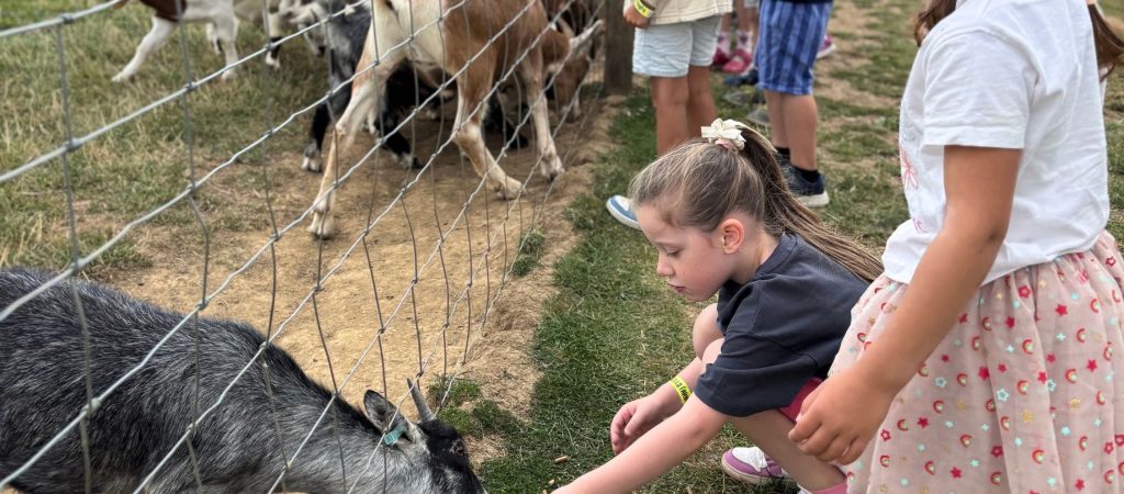 little girl feeding goat through encounter during birthday party at Bluebells Farm Park