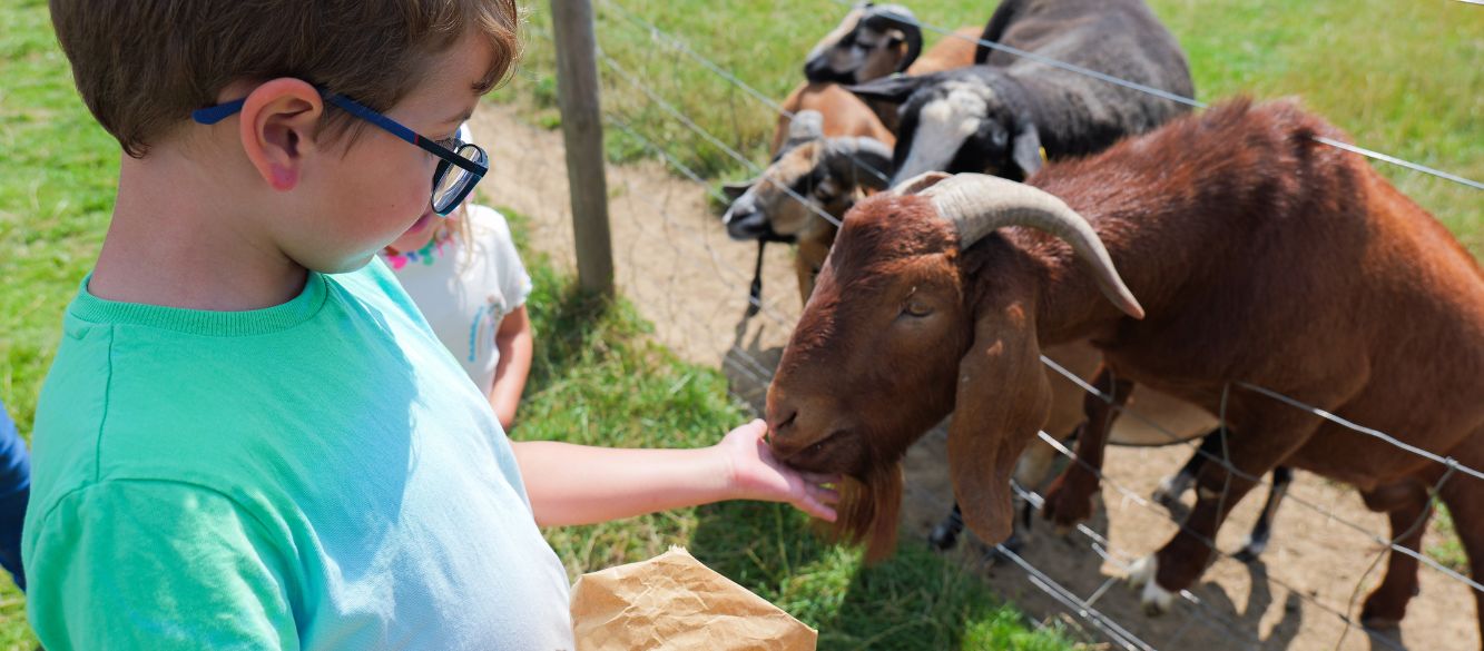 Boy feeding goats at Bluebell Dairy during MooFest