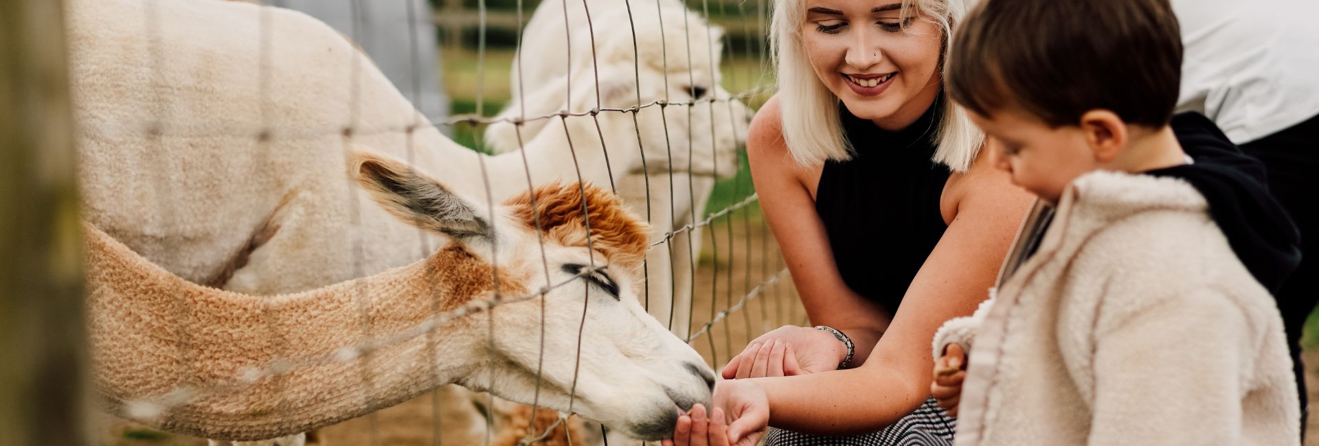 Young blonde-haired woman and a small boy hand-feeding an alpaca at Bluebell Dairy Farm